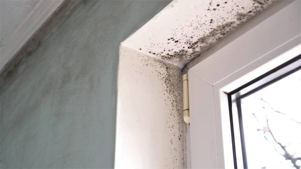 Best Local Mold Removal Service  in Coronita, CA