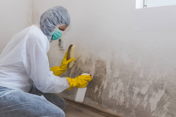 Best Attic Mold Removal  in Coronita, CA