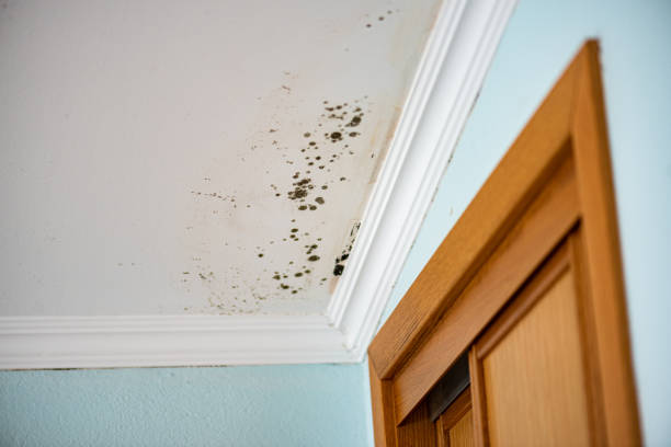 Best Crawl Space Mold Removal  in Coronita, CA