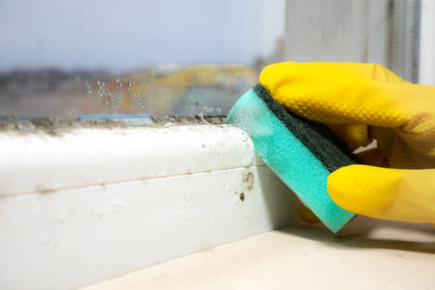 Best Emergency Mold Removal  in Coronita, CA