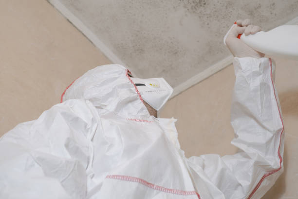 Reliable Coronita, CA Mold Removal Solutions