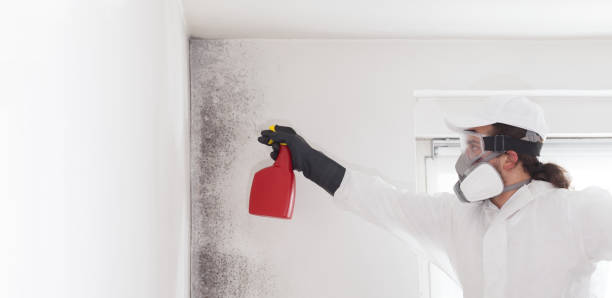 Best Same-Day Mold Removal  in Coronita, CA