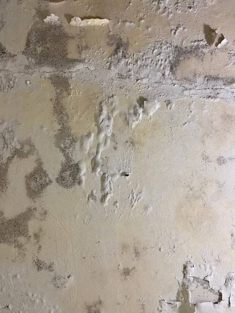 Best Professional Mold Removal  in Coronita, CA