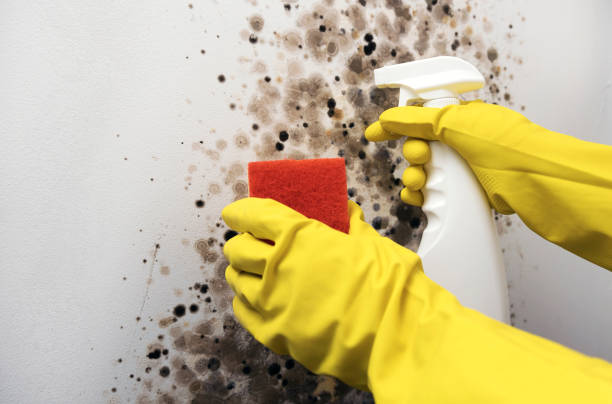 Best Mold Cleaning Services  in Coronita, CA