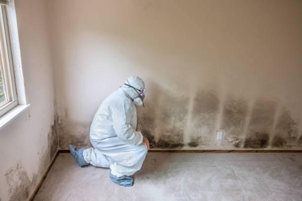 Best Office Mold Removal Services  in Coronita, CA
