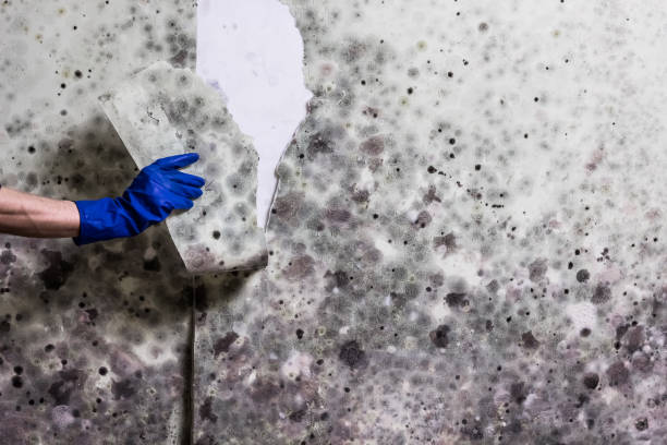 Best Mold Testing  in Coronita, CA