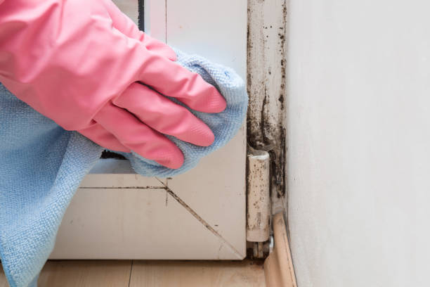 Professional Mold Removal in Coronita, CA