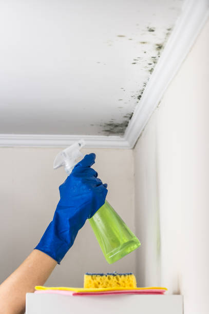 Best Mold Testing  in Coronita, CA