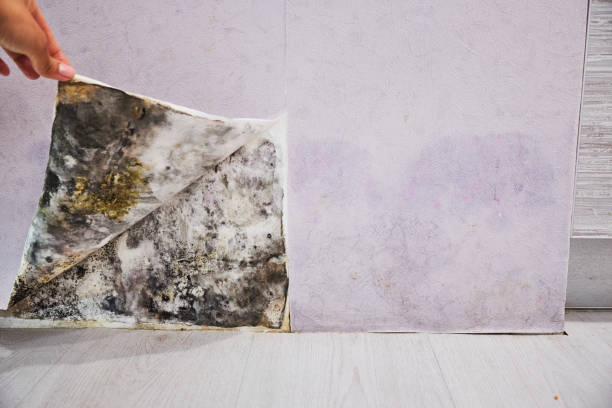 Best Best Mold Removal Companies  in Coronita, CA